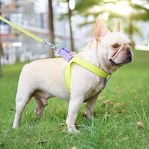 Embrace Vibrance with the Rainbow Colorblock Pet Harness And Leash Vest Set