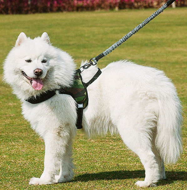The Essential Pet Walking Leash for Every Adventure