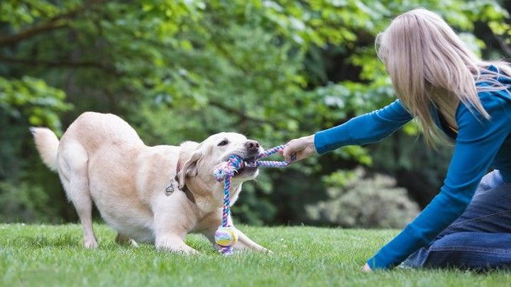 Play Creates Stronger Bonds